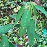 Codariocalyx motorius (Houtt.) H.Ohashi